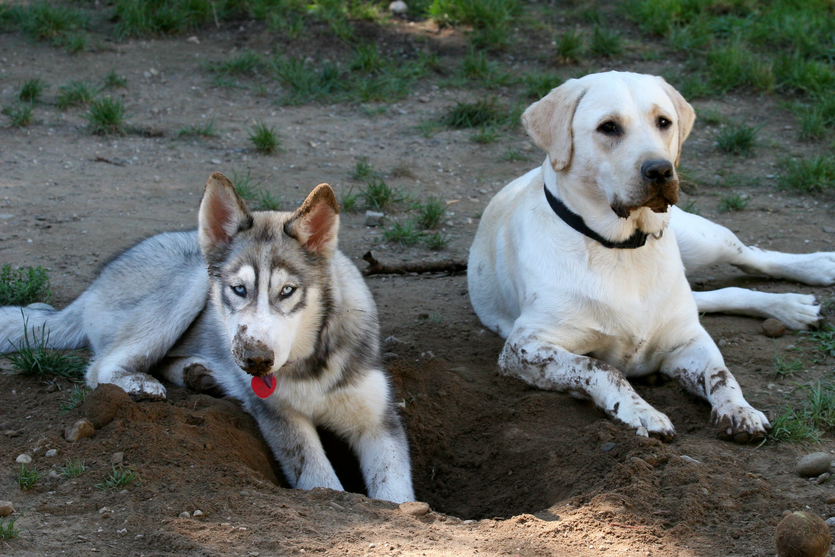 doggie-day-care-policies